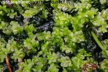 hetealvesammal-chiloscyphus-polyanthos