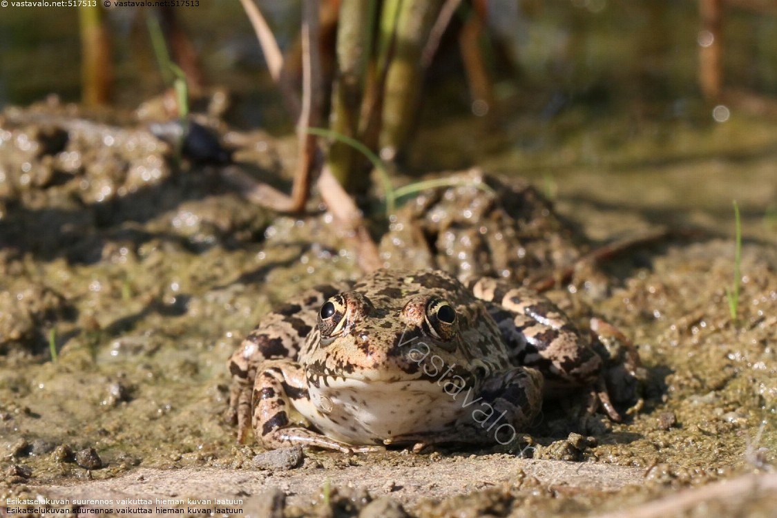 Kuva: Valmiina loikkaan - Rana ridibunda Pelophylax ridibundus ...