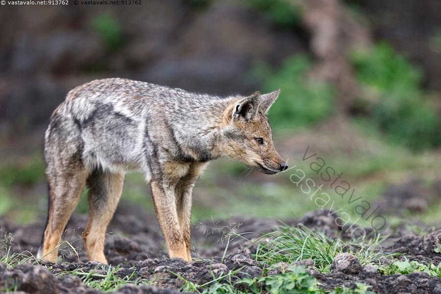 kuva-juovasakaali-lupulella-adustus-canis-schaeffia-juovasakaali