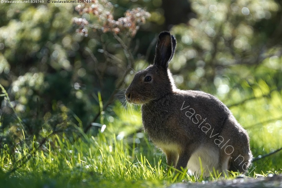 Kuva Mets j nis Lepus Timidus Mets j nis J nis Kes karva Kes puku kuva-mets-j-nis-lepus-timidus-mets-j-nis-j-nis-kes-karva-kes-puku