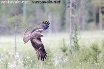 haarahaukka