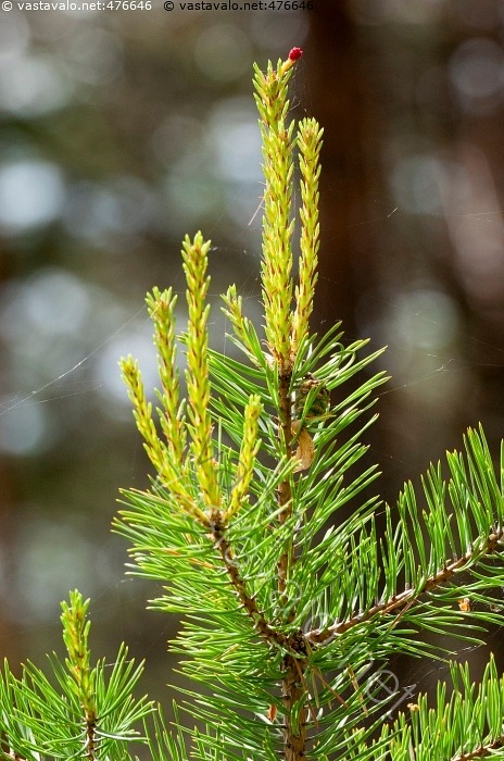 kuva-m-nnyn-emikukka-m-nty-pinus-sylvestris-verso-kasvain