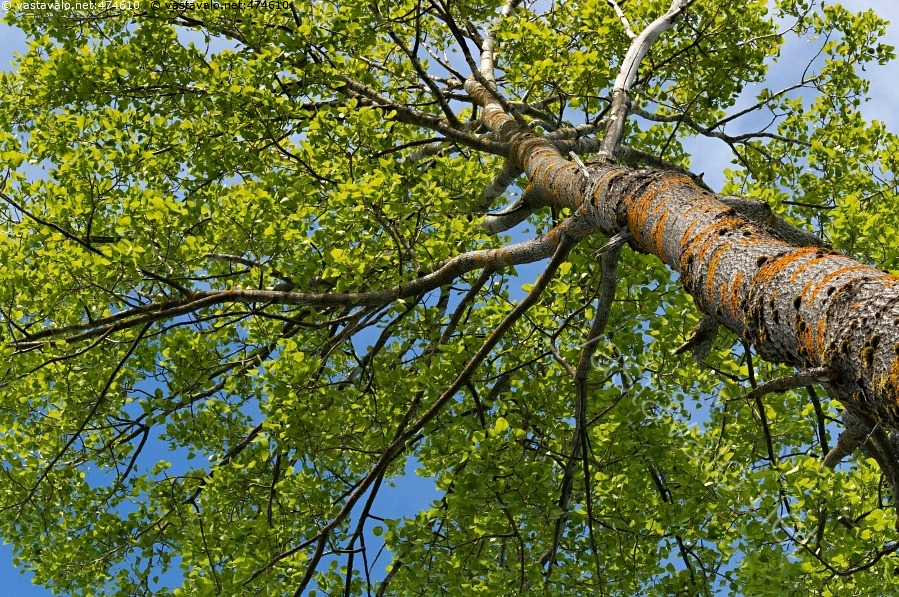Kuva: Vanha haapa on arvokas kolopuu - haapa Populus trmeula puu taivas ...