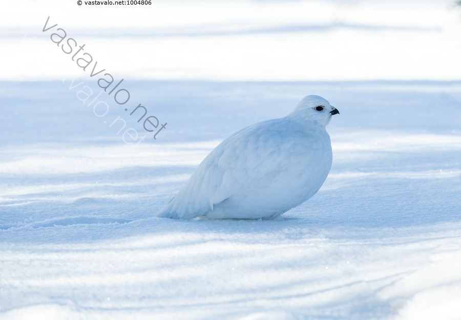 Kuva: Riekko keväthangella - riekko Lagopus lagopus kanalintu ...