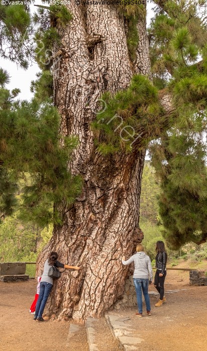 suuri Pinus kuvia Videot lesbot