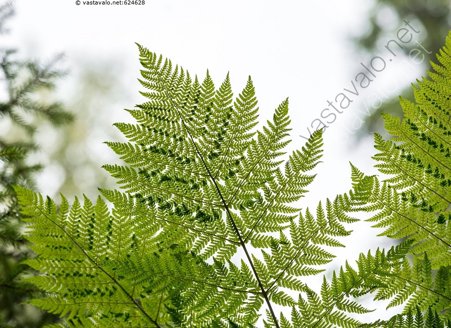 kuva-sananjalka-sanajalka-saniainen-saniaiset-pteridium-aqulinium