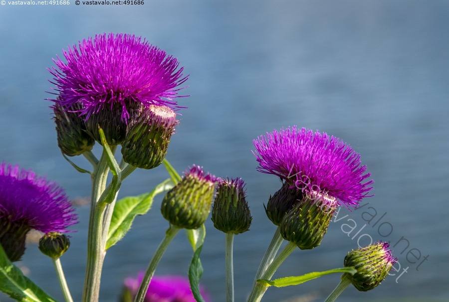 Kuva Huopaohdake Rannalla Huopaohdake Cirsium Helenioides Ohdake kuva-huopaohdake-rannalla-huopaohdake-cirsium-helenioides-ohdake