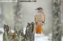kuukkeli-lahokannolla