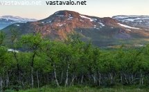 tunturin-koivikko-kesayona