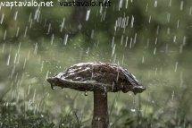 sieni-sateessa