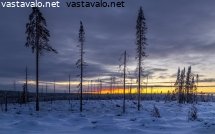 vanhan-metsan-hakkuu