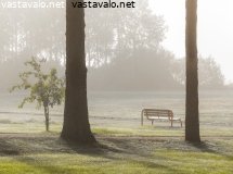 syysaamuna
