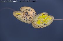 ulpukat-suolammella