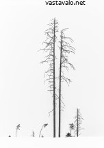 lohduton-metsamaisema