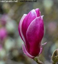 magnolia-nupulla