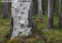 kelo-muhkurainen