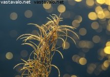 jaiset-pallot