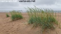 rannalla-tuulee