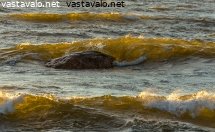 tuulinen-ilta-merella
