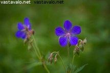 kylakurjenpolvi