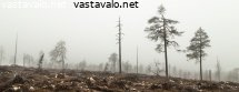 metsan-havitys