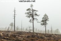 aarniometsan-tuho