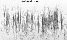rannan-sarat