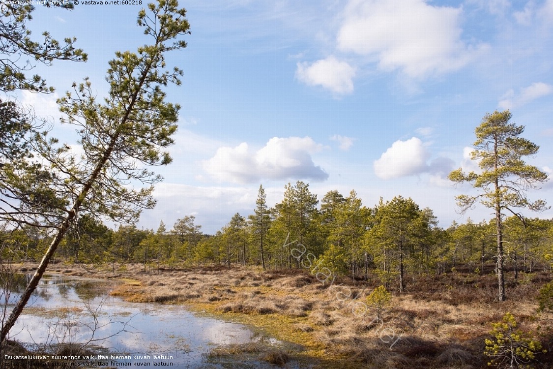 kuva-kallistuneen-katveessa-suo-maisema-neva-kakkerinsuo