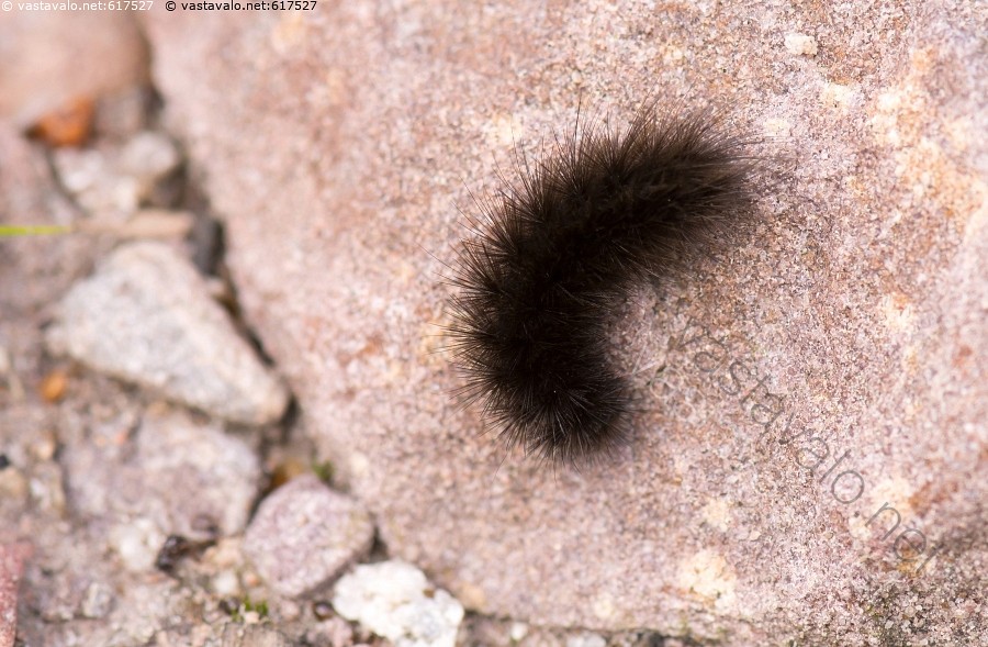 Teini-ikäinen ulkona porno