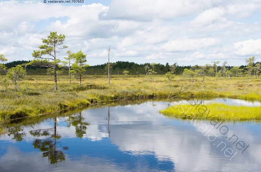 kuva-pilvipouta-kitukasvuinen-m-nty-m-nnyt-puu-puut-k-kk-r-m-nty