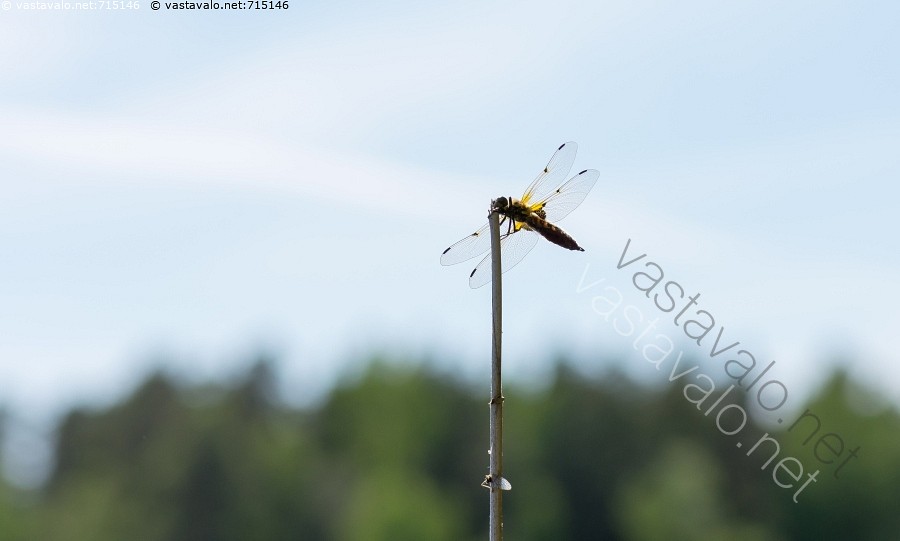 seksikäs kaunis porno