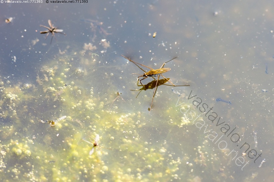 kuva-kev-inen-l-t-kk-vesimittari-vesimittarit-gerridae-luteet