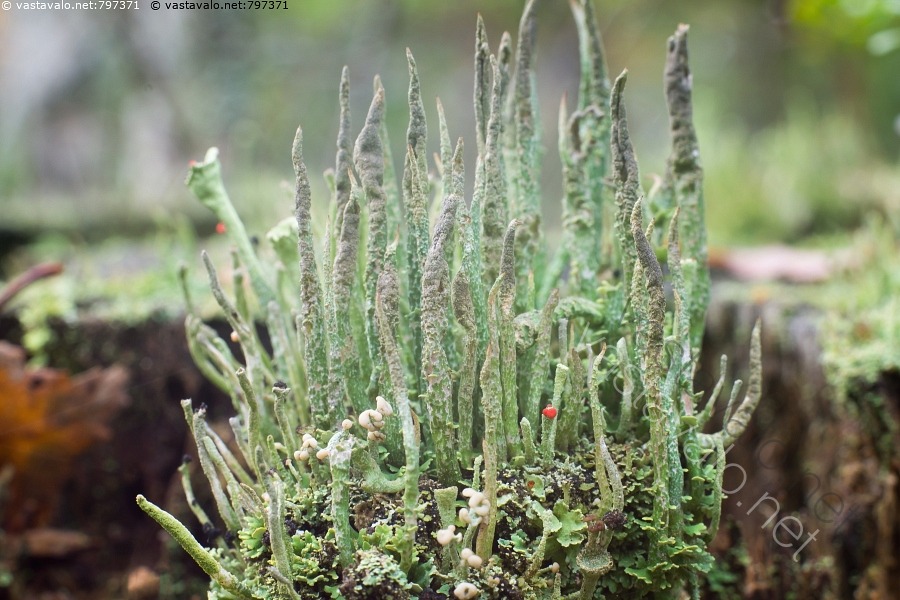 Kuva Upea Ryhm J k l Puikkotorvij k l Cladonia Cornuta kuva-upea-ryhm-j-k-l-puikkotorvij-k-l-cladonia-cornuta
