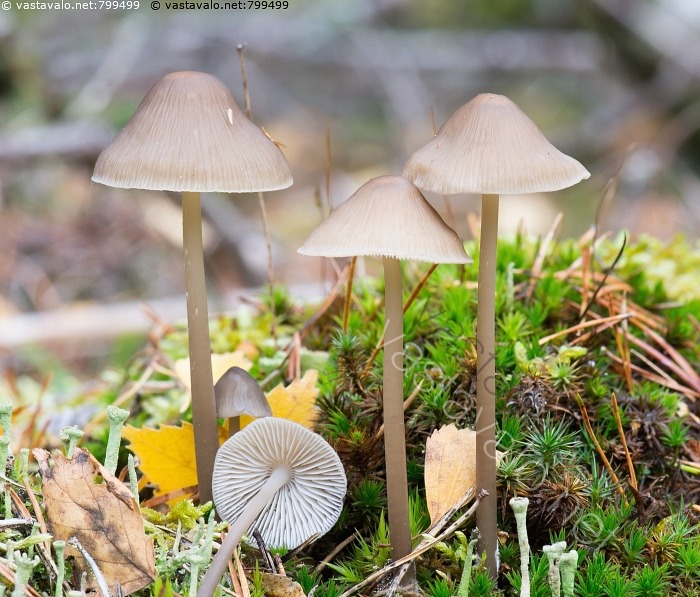 Kuva Poimuhiippo Mycena Galericulata Poimuhiippo Poimuhiipot Hiippo kuva-poimuhiippo-mycena-galericulata-poimuhiippo-poimuhiipot-hiippo