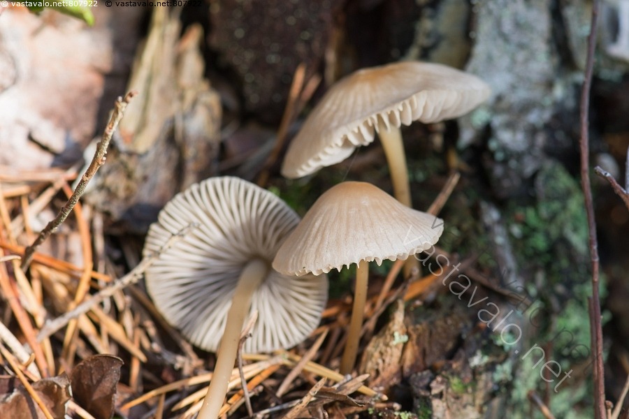 Kuva Poimuhiippo Mycena Galericulata Poimuhiippo Poimuhiipot Hiippo kuva-poimuhiippo-mycena-galericulata-poimuhiippo-poimuhiipot-hiippo