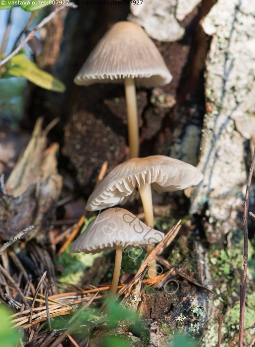 Kuva Poimuhiippo Mycena Galericulata Poimuhiippo Poimuhiipot Hiippo kuva-poimuhiippo-mycena-galericulata-poimuhiippo-poimuhiipot-hiippo