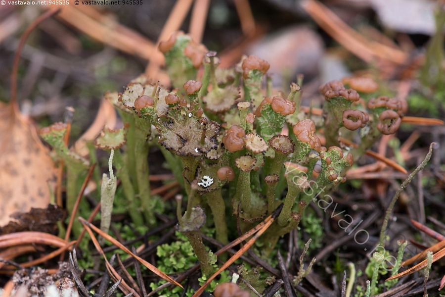 kuva-mets-torvij-k-l-cladonia-gracilis-ssp-turbinata