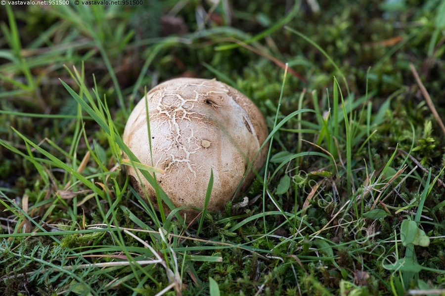 kuva-tarhamukulakuukunen-scleroderma-bovista-tarhamukulakuukunen