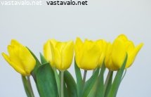 keltaiset-tulppaanit