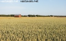 latomeri
