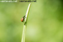 kesan-koppiainen