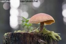 syyspaiva-metsassa