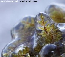 jaatynyt-sammal