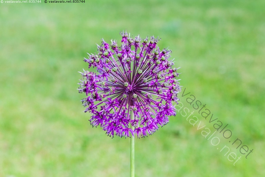 eco bubble 9kg