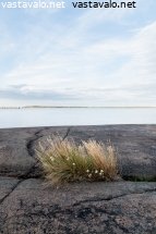 kasvupaikka-kalliolla