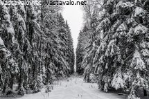 aukko-metsassa