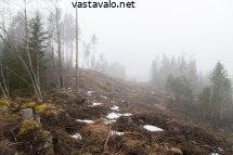 sumua-hakkuuaukealla