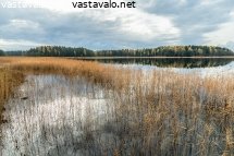 ruovikko