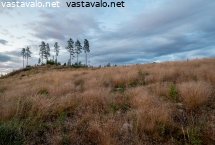 avohakkuu