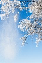 koivusta-putoava-lumi